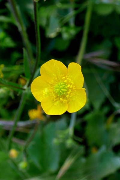 Renoncule des maraiss